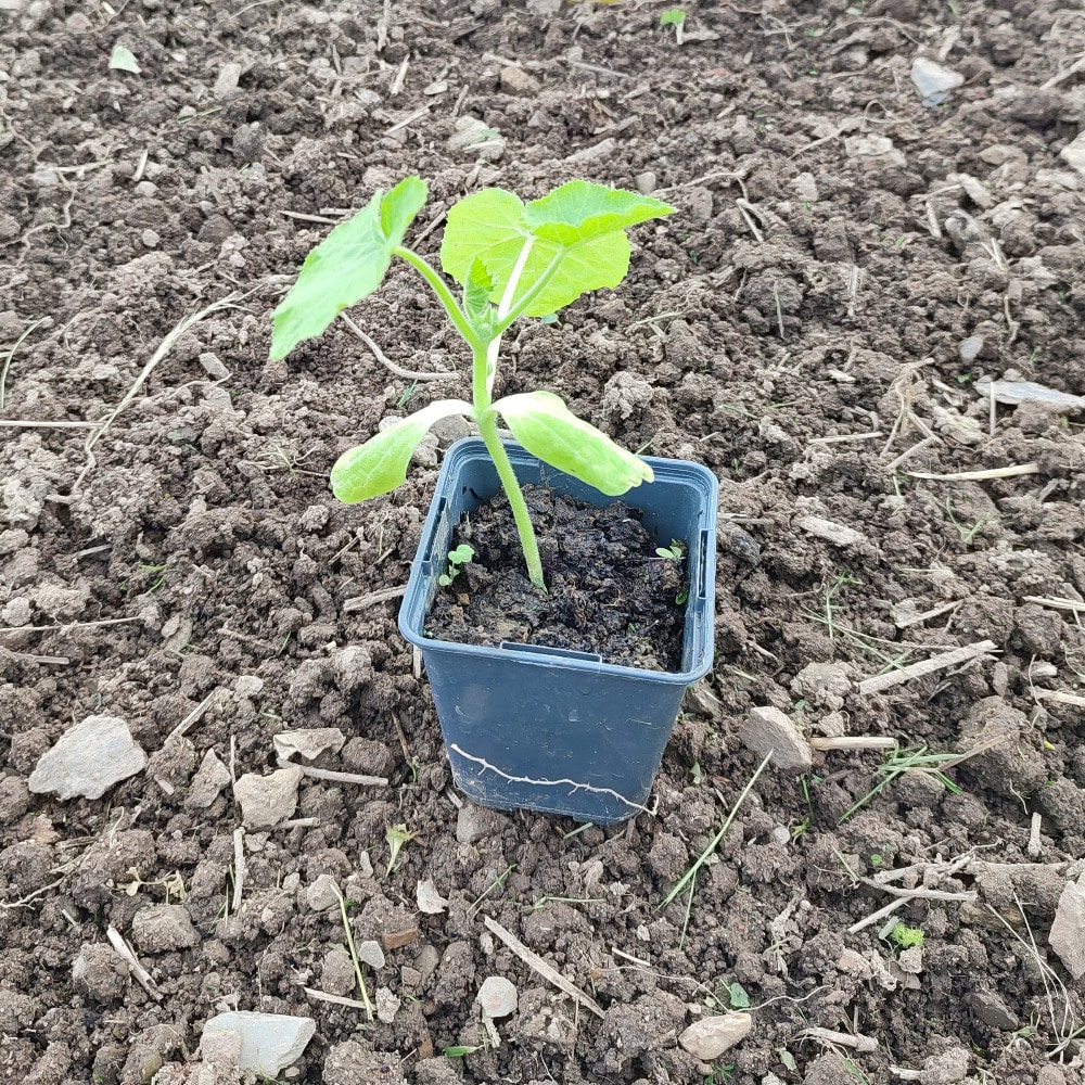 Jeune plant de courgette au stade 4 vraies feuilles, prêt à être planté