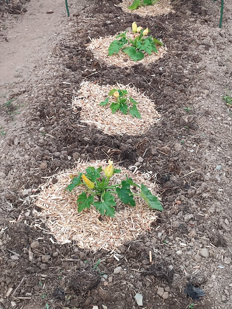 Courgettes avec paillage de miscanthus au pied