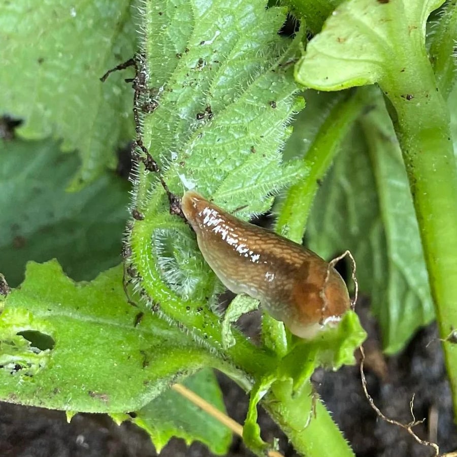 Limace sur un jeune plant de courgette
