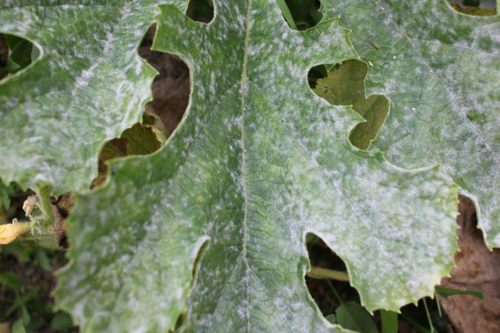 Feuillage de courgette fortement atteint par l’oïdium avec dépôts blancs sur les feuilles