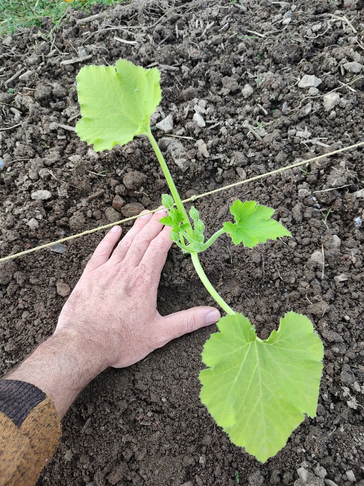 Terre ramenée autour d’un plant de courgette après plantation