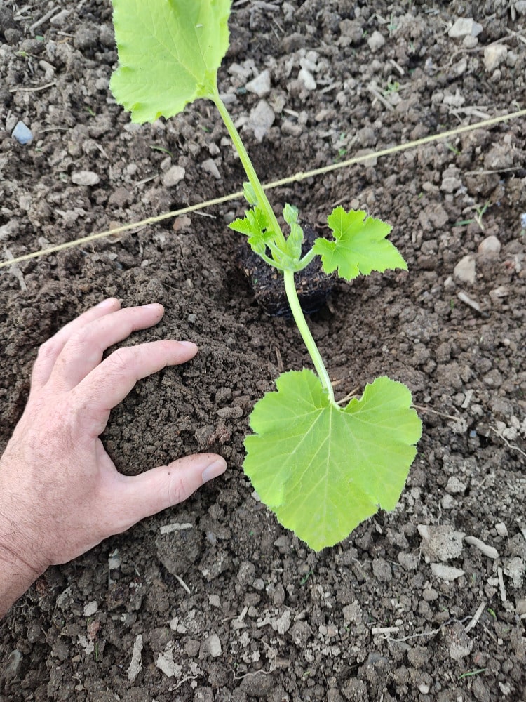 Plant de courgette placé dans le trou avant rebouchage