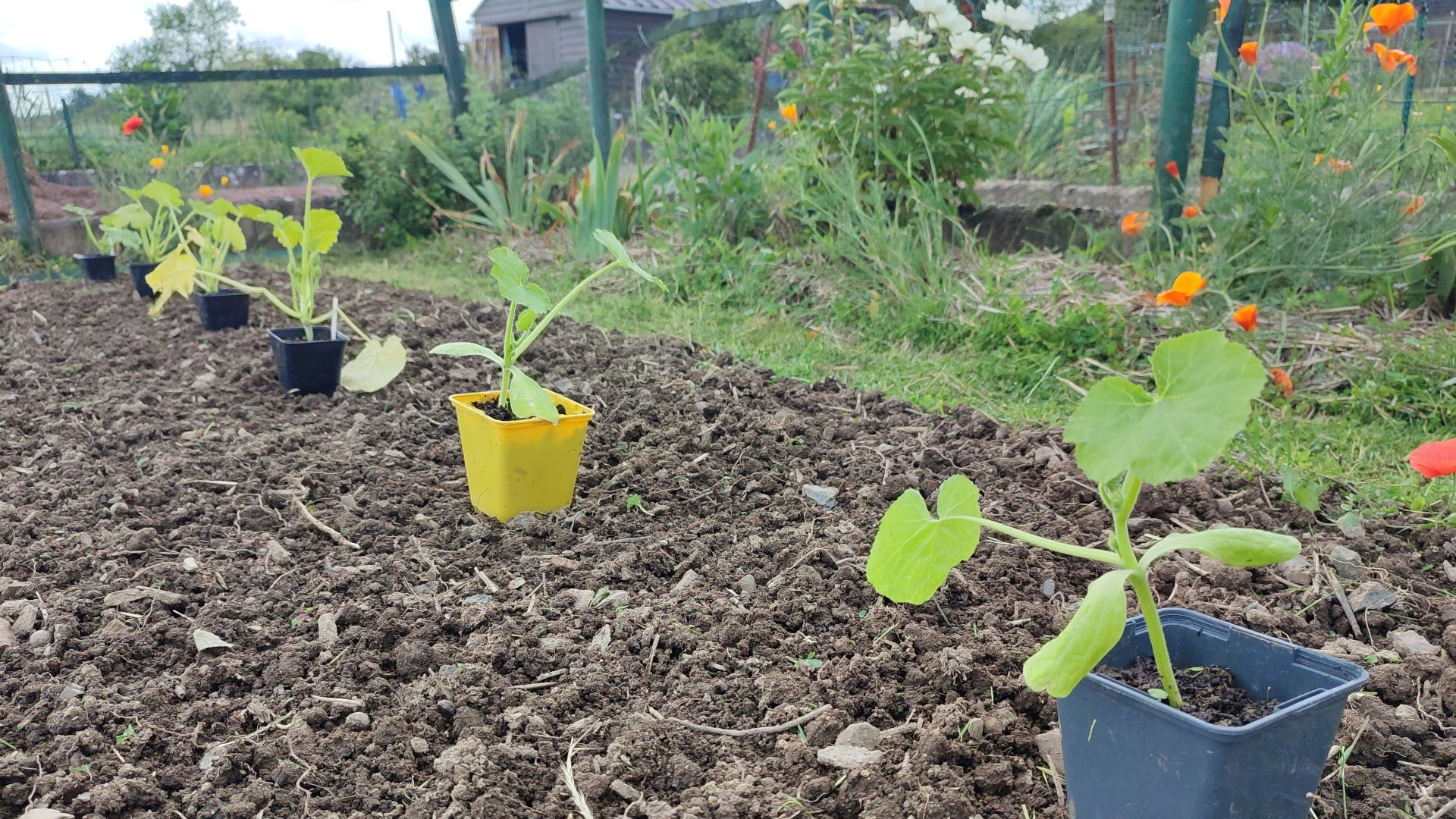 Plants de courgette disposés sur la planche de culture avant plantation