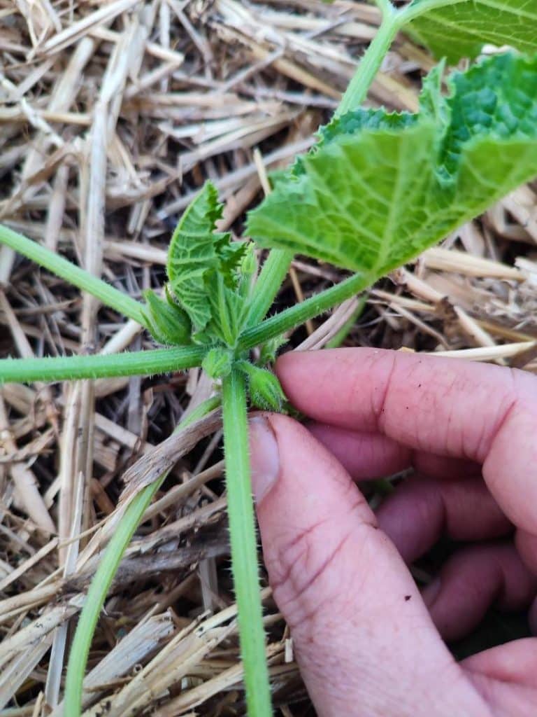 suppression des premières fleurs sur un jeune plant de courgette après plantation