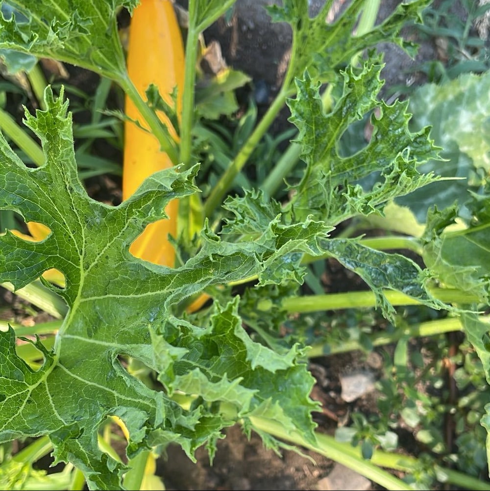 Feuille de courgette déformée et jaunie par une virose
