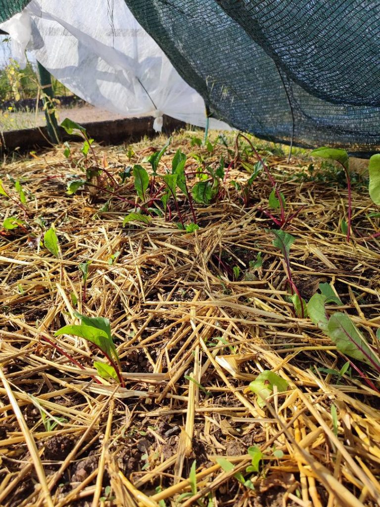 Jeunes betteraves repiquées sous filet d’ombrage dans un sol paillé.