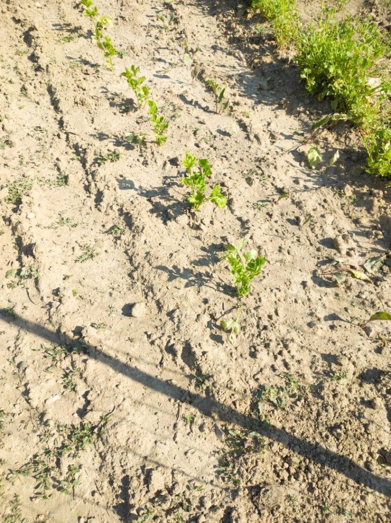 Croûte de battance sur sol nu du à mauvaise pratique arrosage