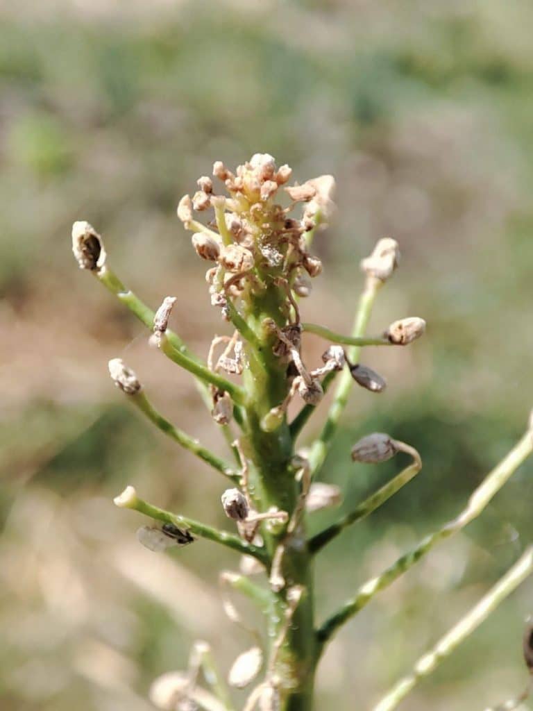 Boutons floraux de chou chinois abîmés après le passage de méligèthes