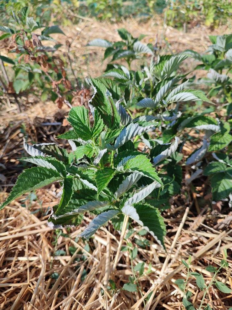 Feuilles de framboisier recroquevillées et séchées par la chaleur et le vent.