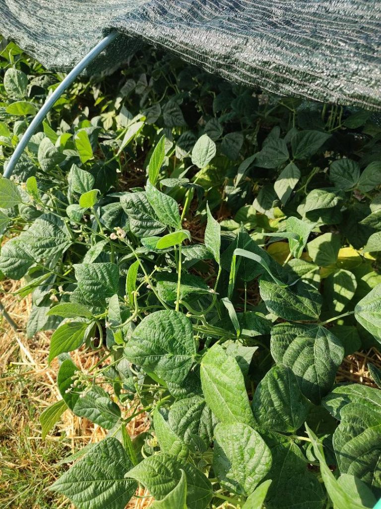 Haricots en fleurs protégés par un filet d’ombrage pendant la canicule