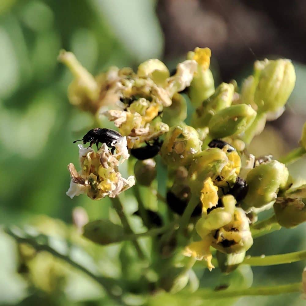 Méligèthes dans les fleurs de chou chinois avec antennes en massue
