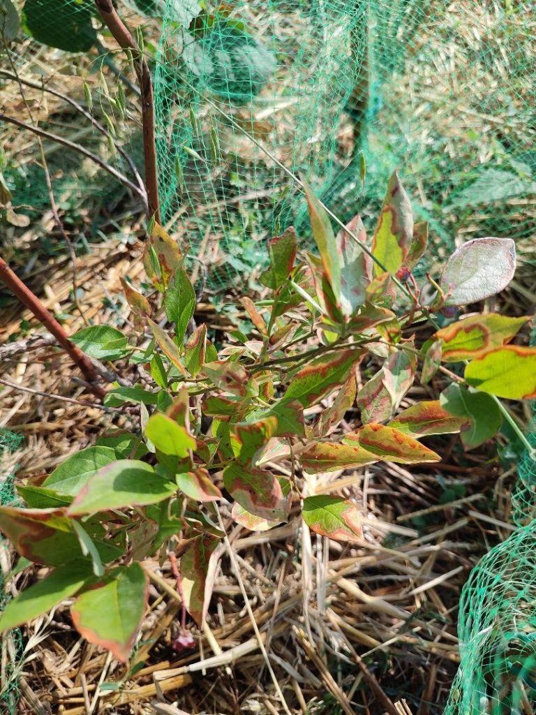 Feuilles de myrtillier brunies après une période de canicule au potager.