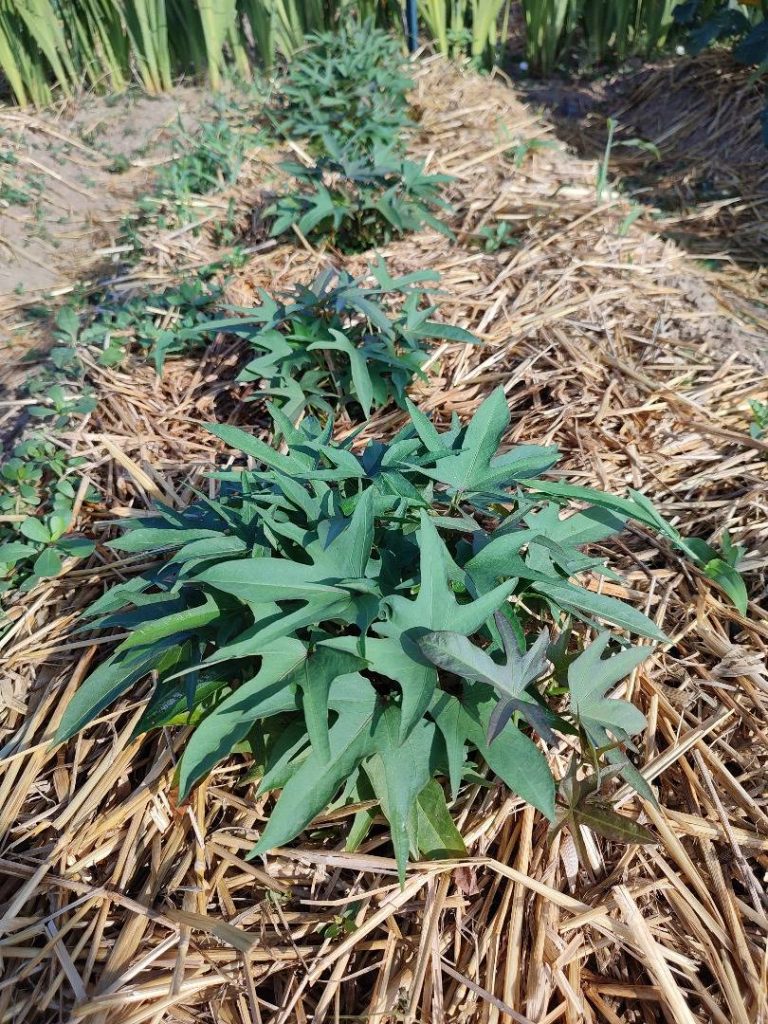 Plant de patate douce vigoureux dans un sol paillé pendant l’été.