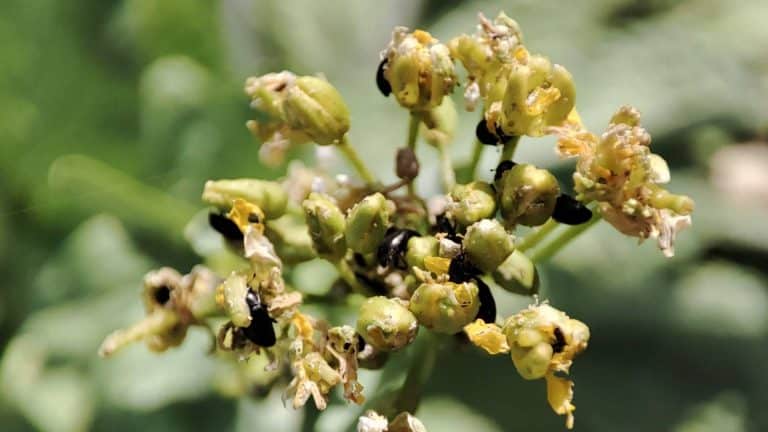 Nombreux méligèthes sur les fleurs d’un chou chinois