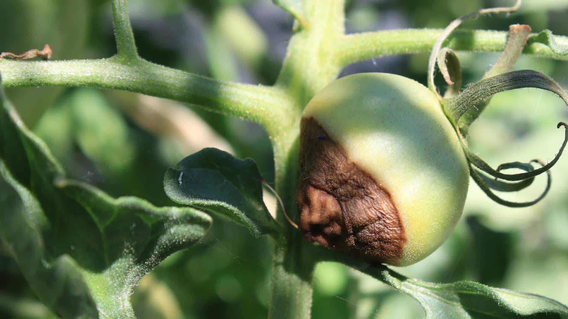 Tomate atteinte de cul noir avant traitement ou correction de la culture