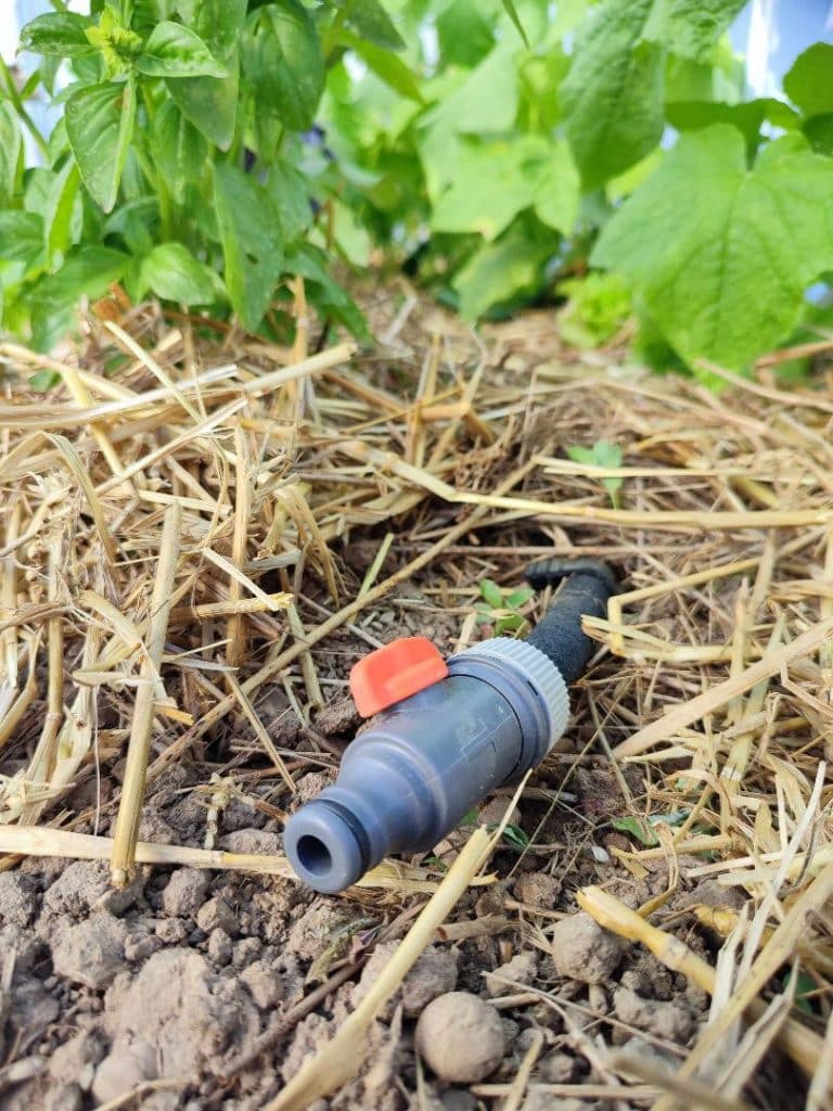 Tuyau microporeux installé sous le paillage pour arroser le potager en serre