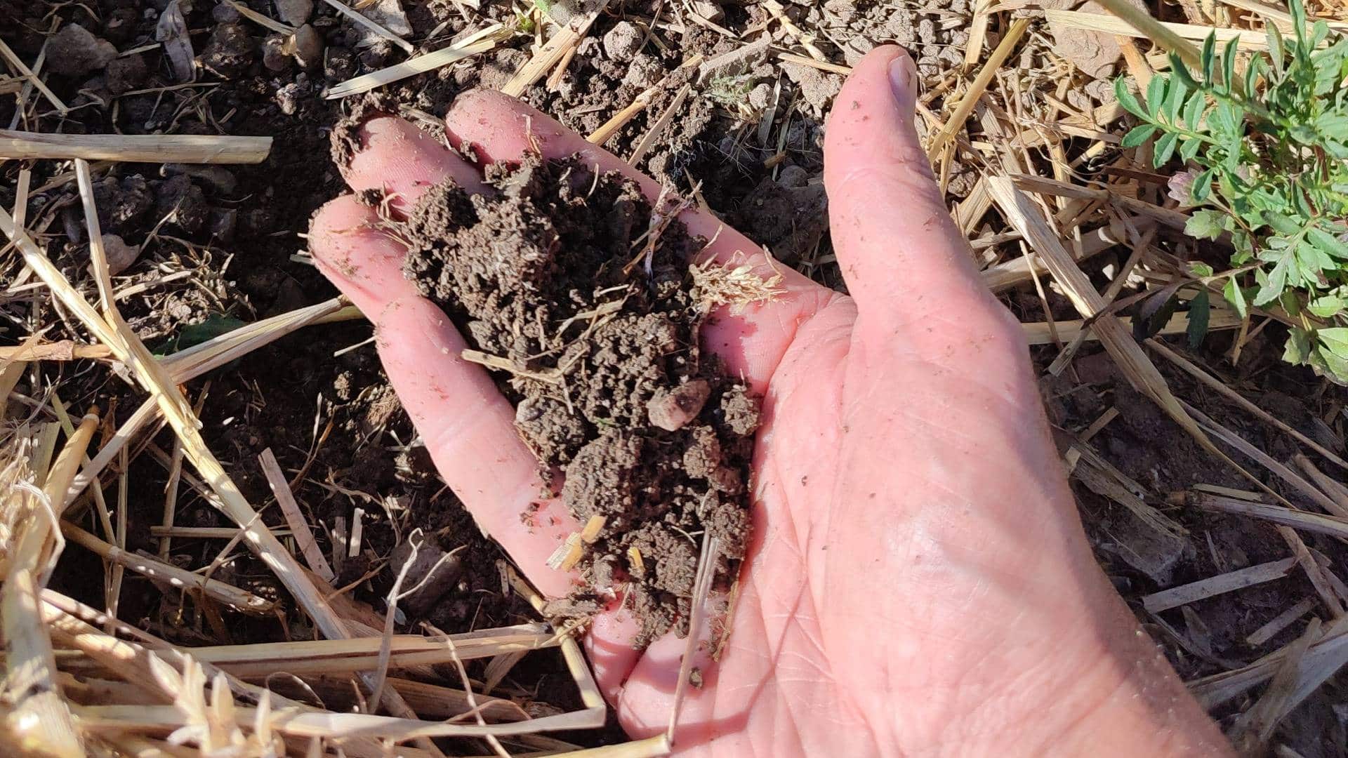 Vérifier l’humidité du sol sous le paillage avant d’arroser le potager