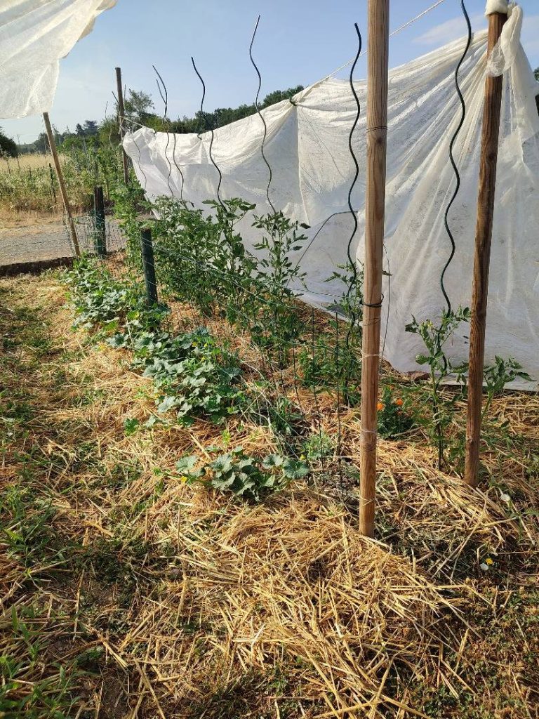 Voile P17 installé en protection temporaire près de cultures paillées au potager.