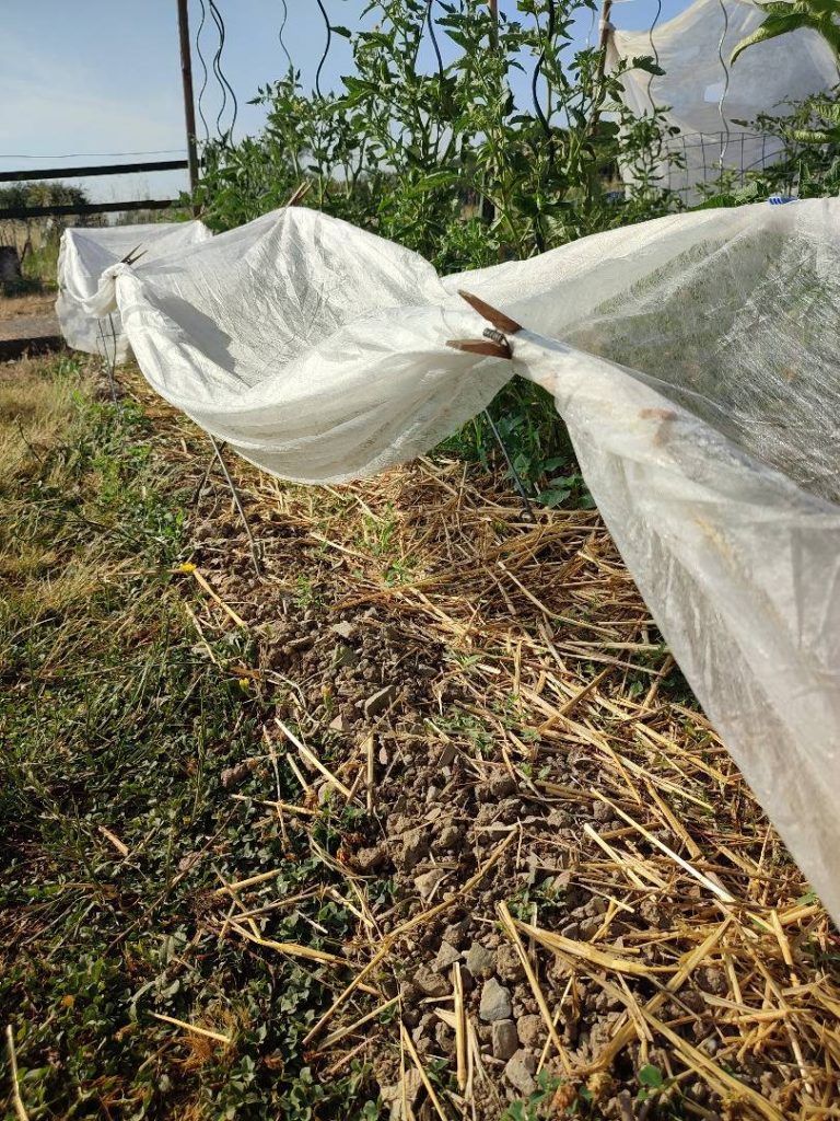 Voile p17 utilisé en protection d'un semis de carottes