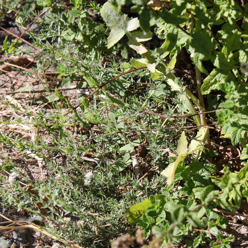 Menthe des cerfs et menthe poivrée installées au pied d’un poirier