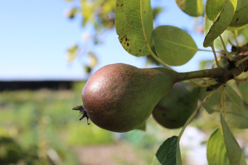 Poire saine en formation sur un poirier cultivé en verger bio