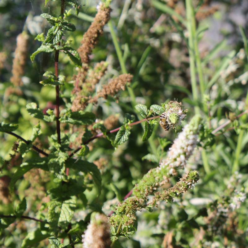 Syrphe posé sur des fleurs de menthe poivrée près d’un poirier
