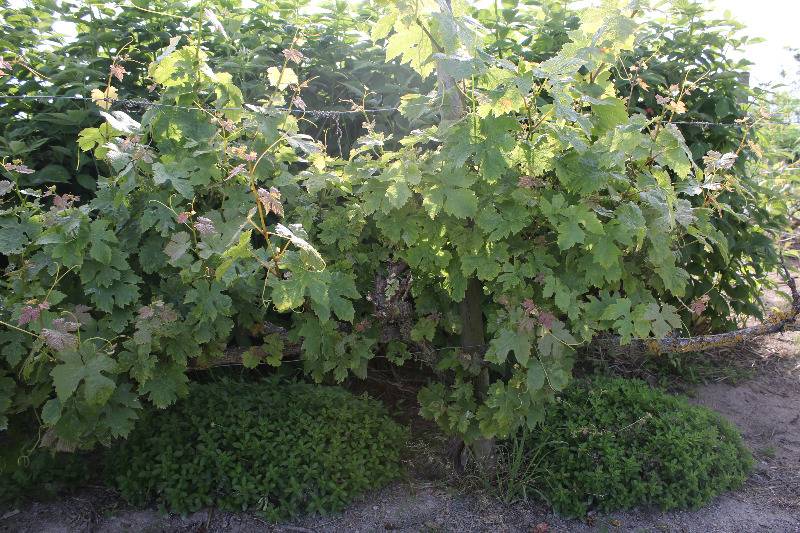 Vigne avec origan installé en couvre-sol au pied des ceps