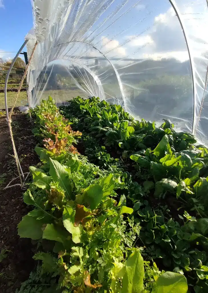 Vue de cultures d’hiver sous tunnel nantais avec épinards, mâche, mesclun et laitues