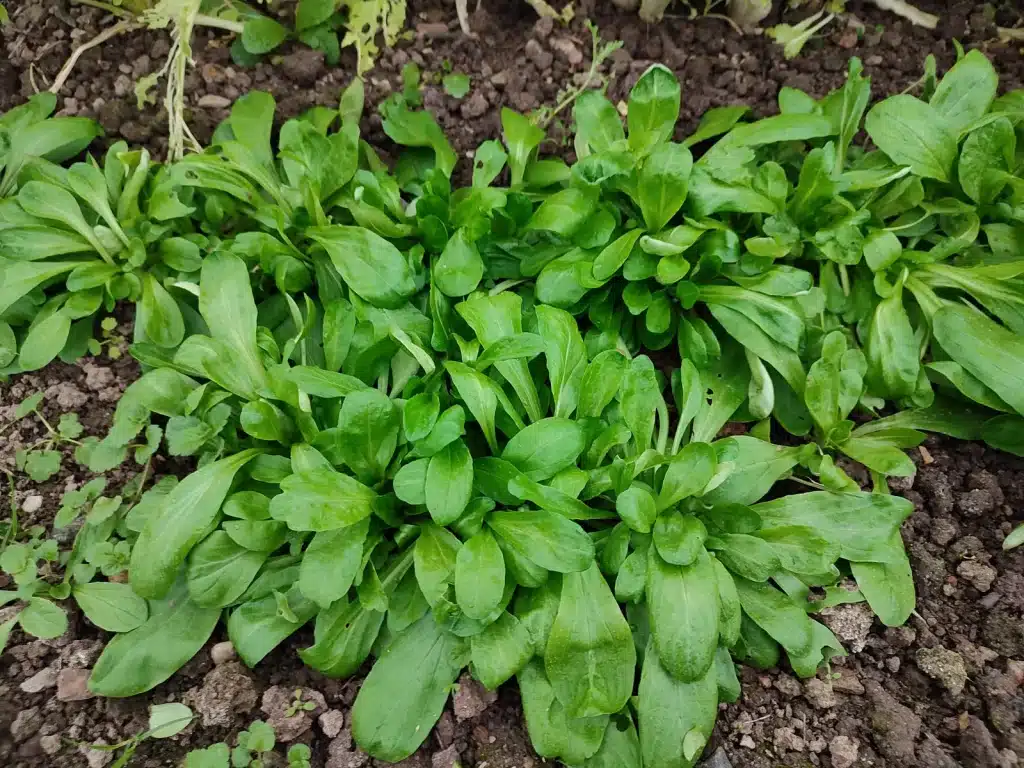 Mâche bien développée au potager pour une récolte d’automne et d’hiver