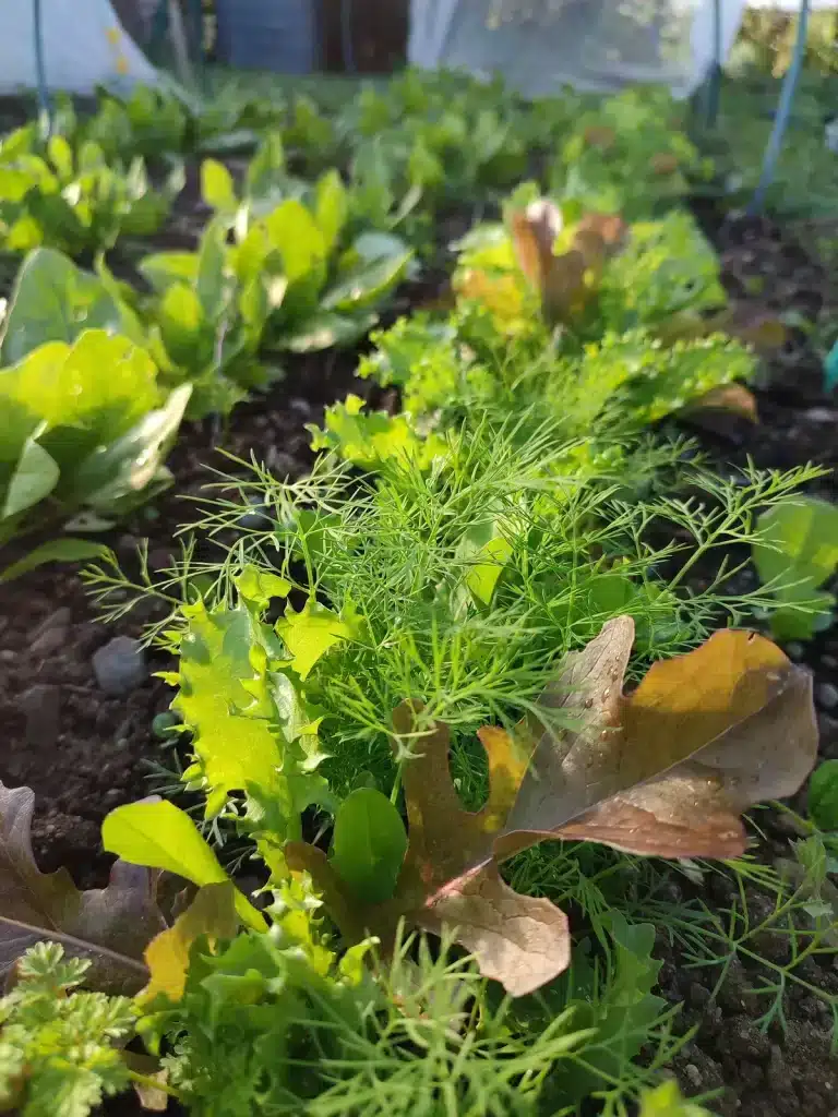 Mesclun d’automne composé de laitues feuille de chêne rouge, chicorées, cerfeuil et aneth