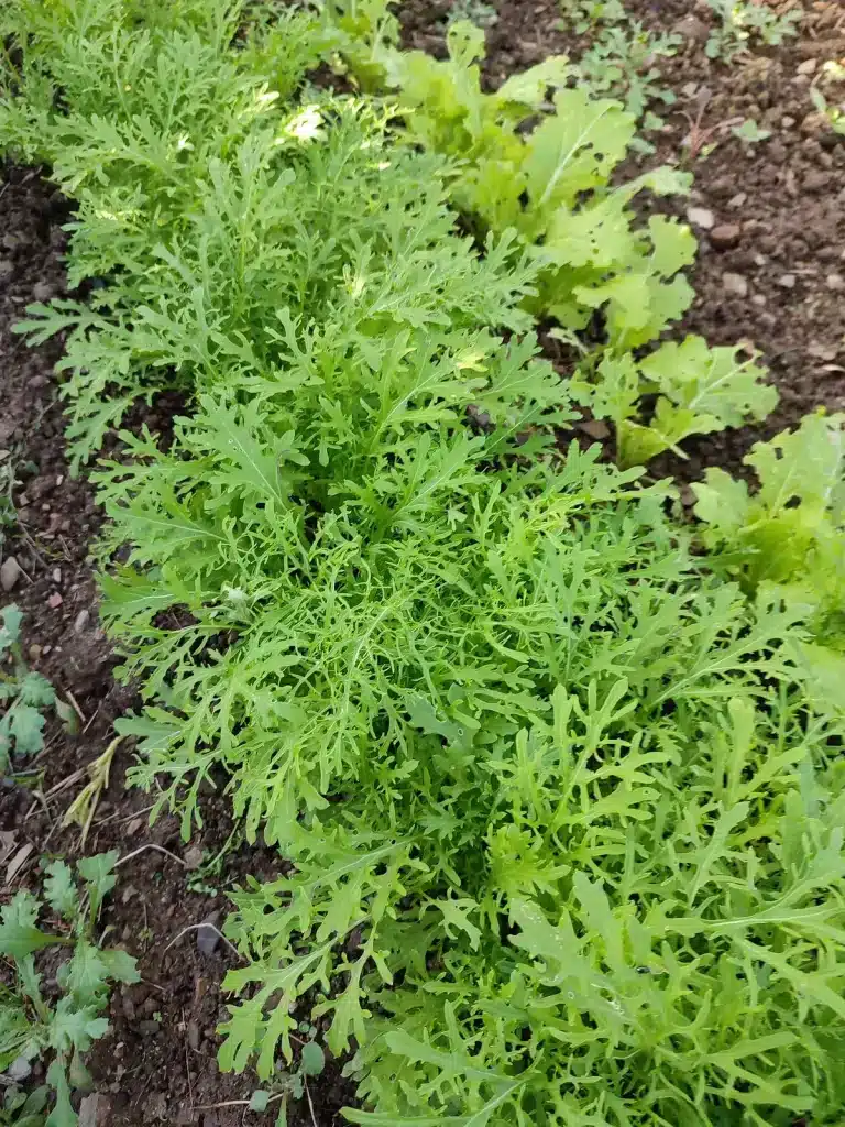 Moutardes japonaises Golden Streak et Tokyo Bekana cultivées au potager en automne
