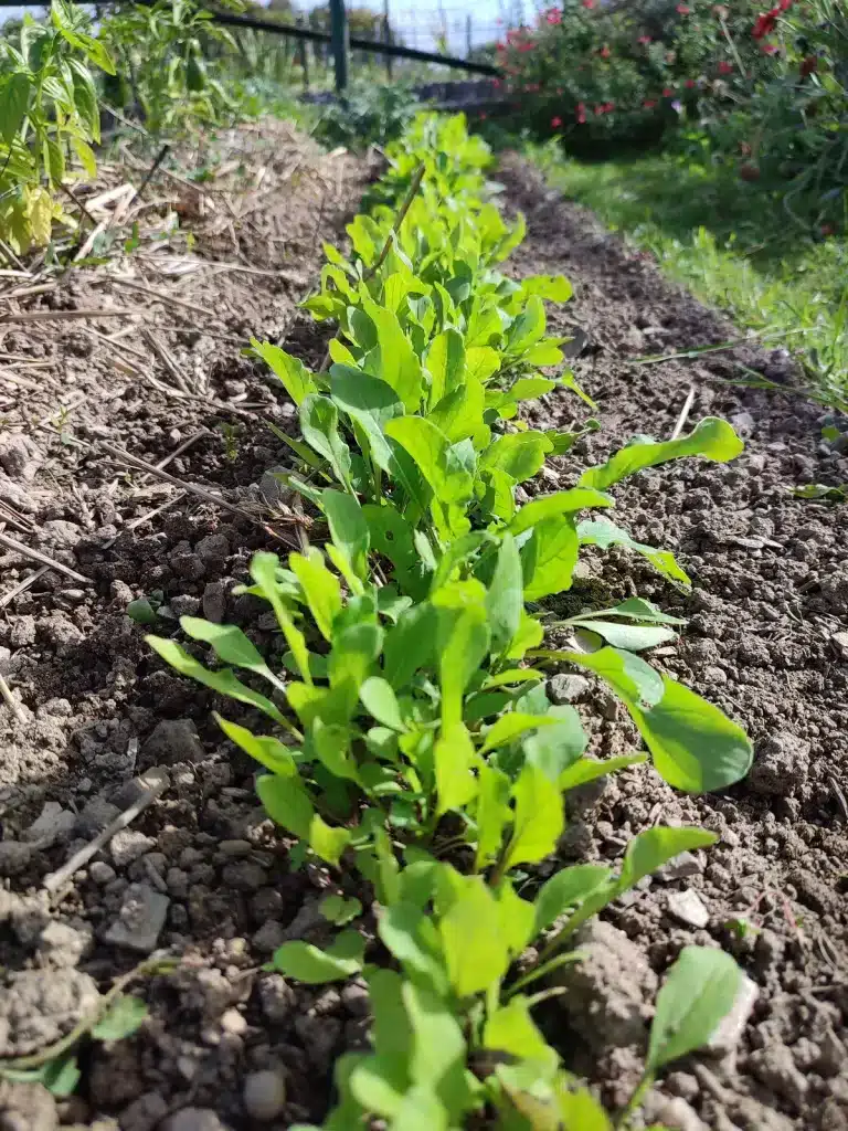 Jeunes plants de roquette cultivés en ligne après un semis de fin d’été