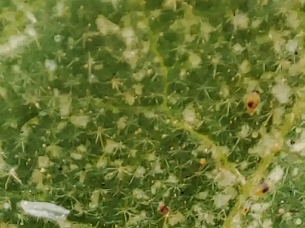 Tétranyque orangé visible au revers d’une feuille infestée