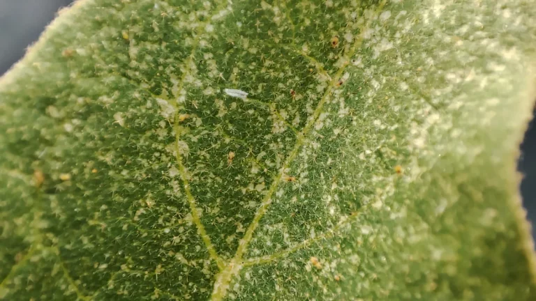 Tétranyques, ou araignées rouges, sur une feuille de plante potagère