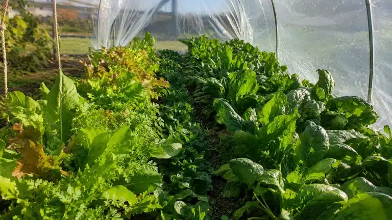 Légumes-feuilles cultivés sous tunnel pour les récoltes d’automne et d’hiver