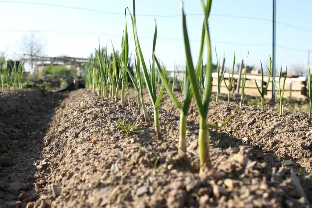 Plants d’ail cultivés sur des billons au mois de mars