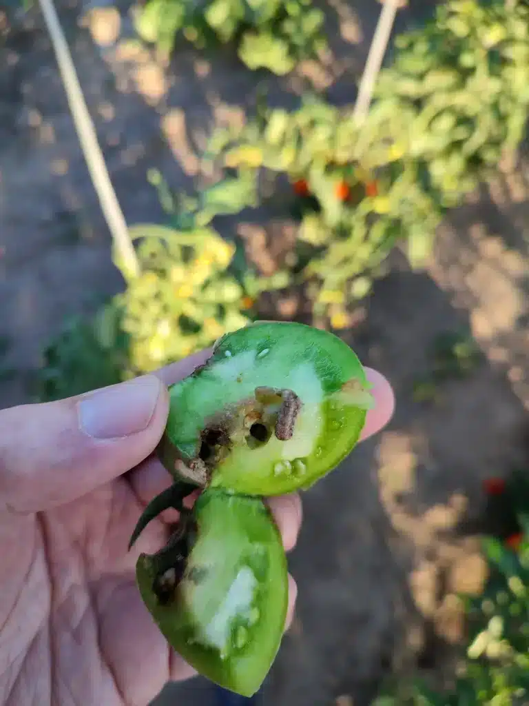 Chenille retrouvée à l’intérieur d’une tomate verte ouverte en 2022