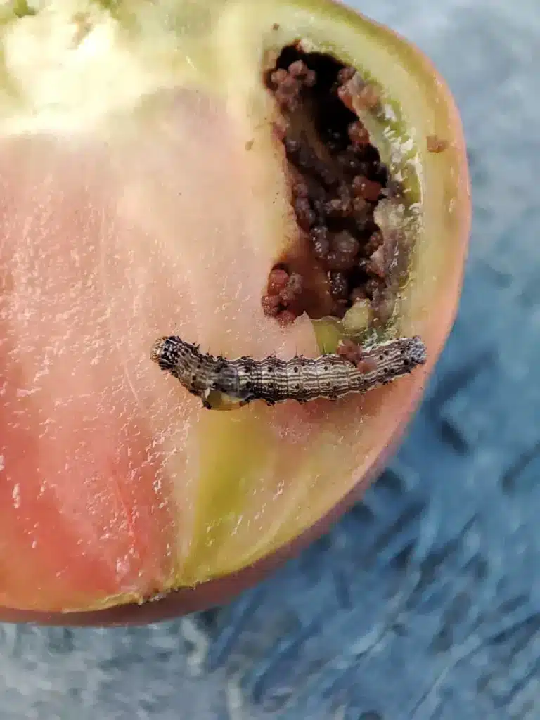 Chenille de noctuelle dans une tomate ouverte avec cavité et déjections