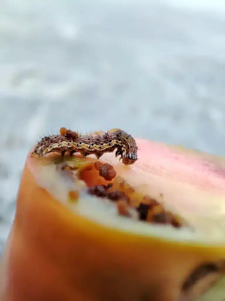Chenille de noctuelle et déjections dans une tomate ouverte