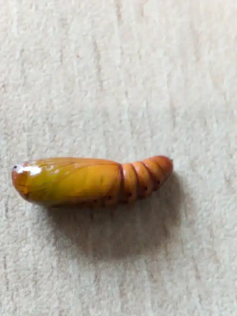 Chrysalide d’environ 2 cm retrouvée dans une tomate récoltée