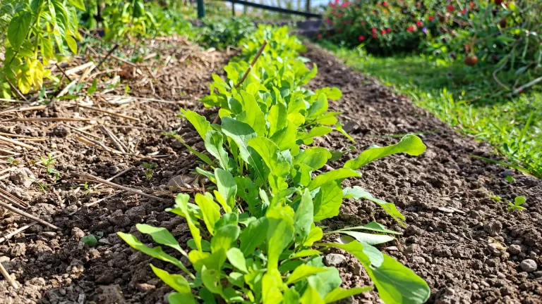 Rang de roquette cultivé au potager