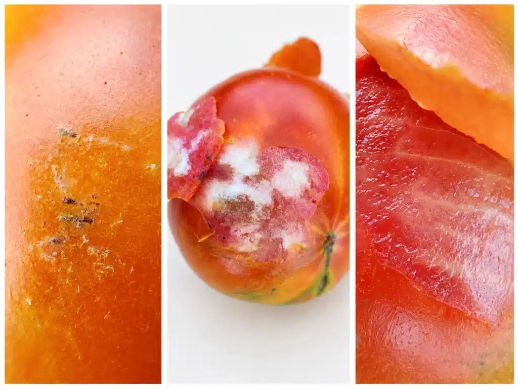 Dégâts de punaise sur tomate avec zone décolorée, tissus blanchâtres sous la peau et comparaison avec une chair saine