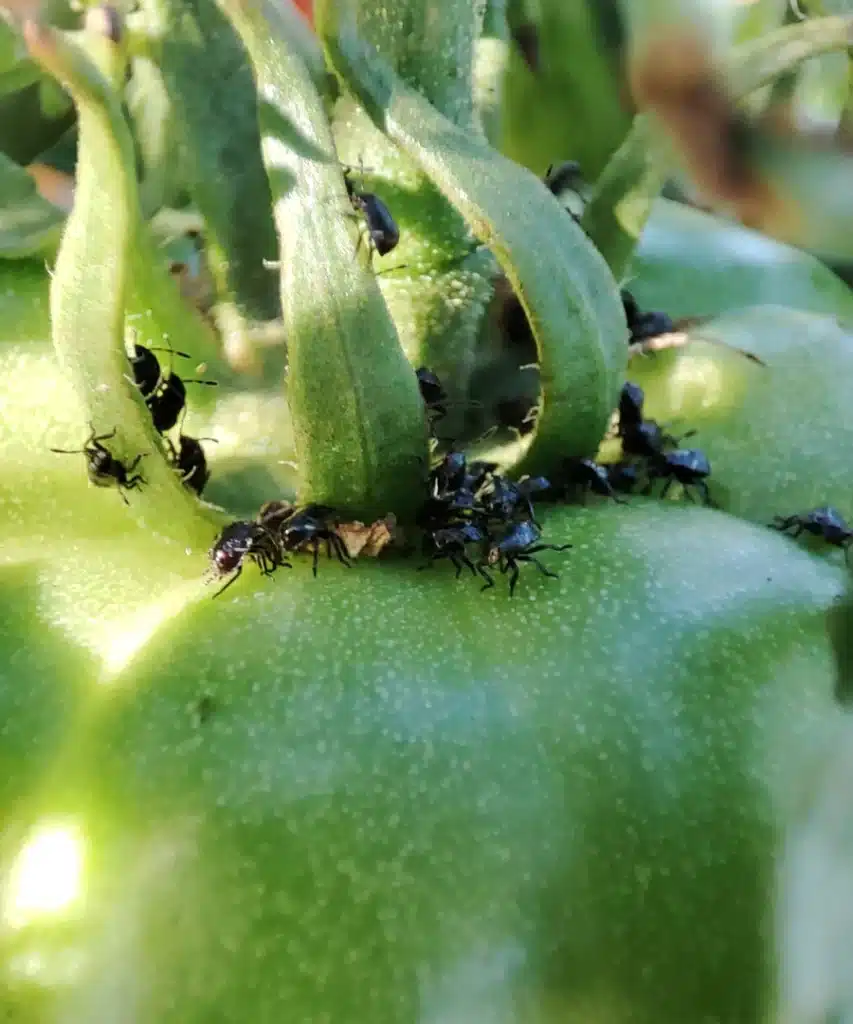 Jeunes nymphes de Nezara viridula regroupées autour du calice d’une tomate verte