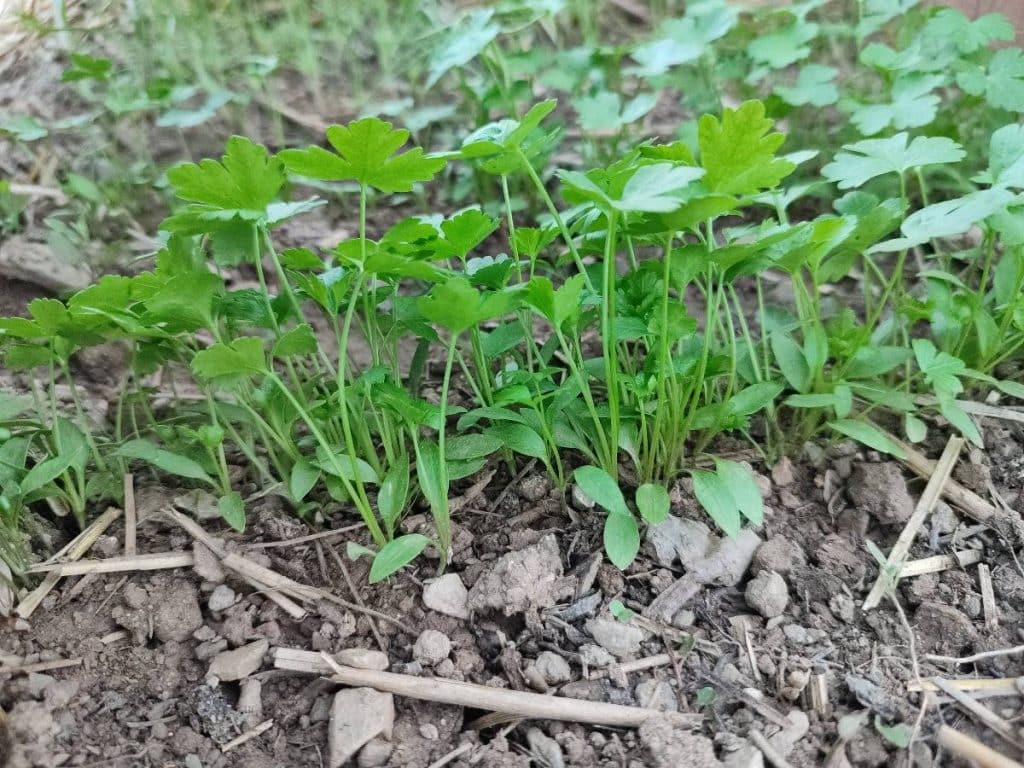 Jeunes plants de persil cultivés en pépinière de pleine terre avant repiquage