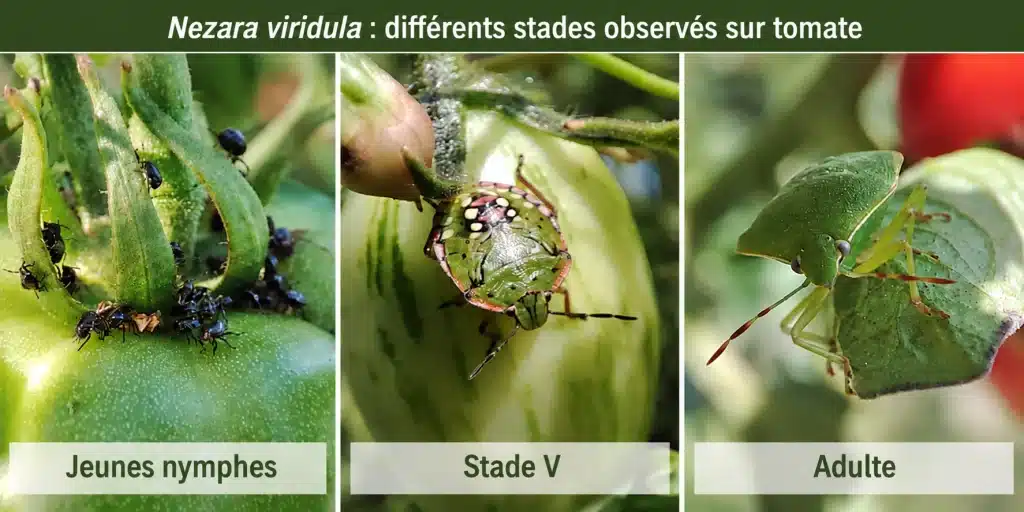 Jeunes nymphes, stade V et adulte de Nezara viridula observés sur tomate