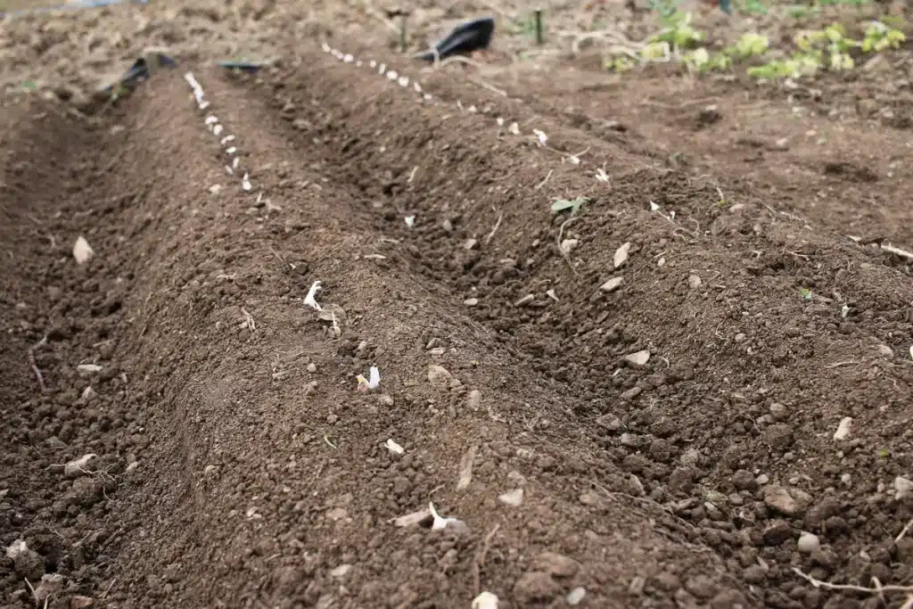 Caïeux d’ail disposés sur des billons avant plantation