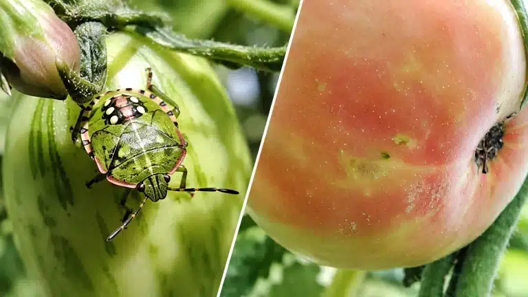 Nezara viridula au stade juvénile à côté d’une tomate présentant des zones de maturation irrégulière