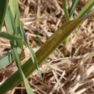 Pustules orangées de rouille sur une feuille d’ail