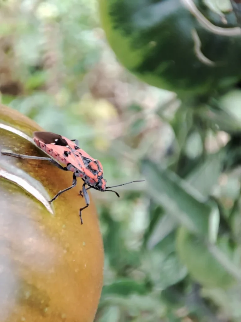 Spilostethus pandurus posé sur une tomate au potager