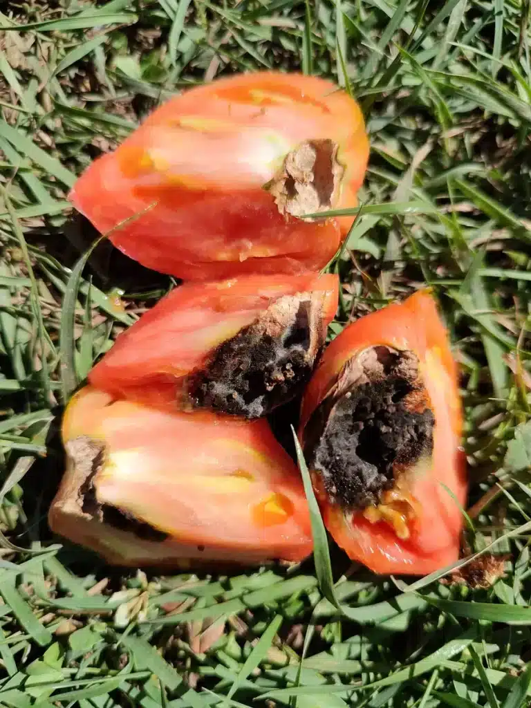 Tomate ouverte montrant des cavités internes, des déjections et des tissus dégradés